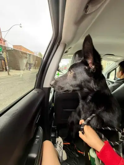 German Shepherd Working Line Puppy – Loving Home Wanted We are looking for a responsible and experie...