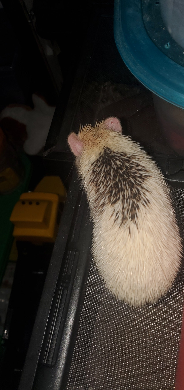 Hedgehod blackspot Male in Small Animals for Rehoming in City of Toronto