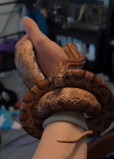 Female Corn snake for sale!, View more