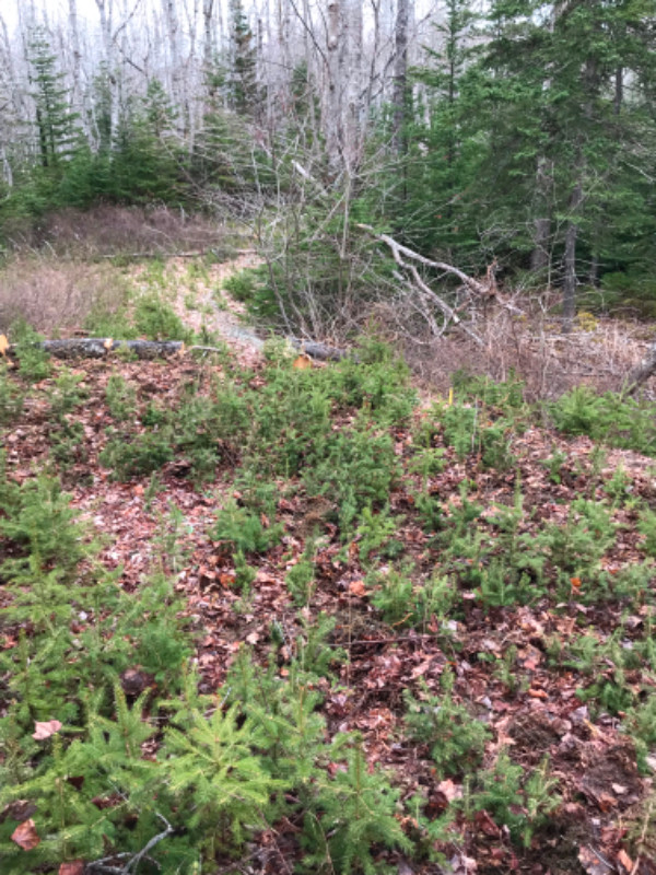 Land for rent, annual rent only in Land for Sale in Bridgewater - Image 2