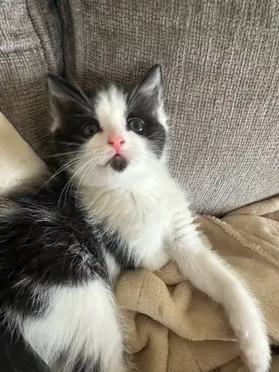 Sweet kitten ready to go ! Located in Shearwater Great with kids and used to other animals. Comes wi...