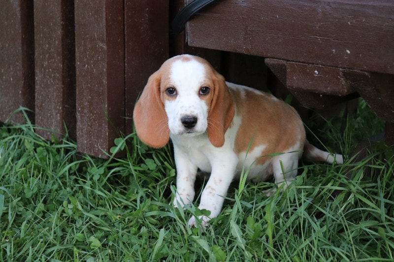 1 male beagles left Dogs & Puppies for Rehoming Ottawa Kijiji