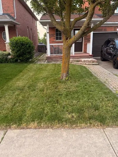 grass cutting machine, View more