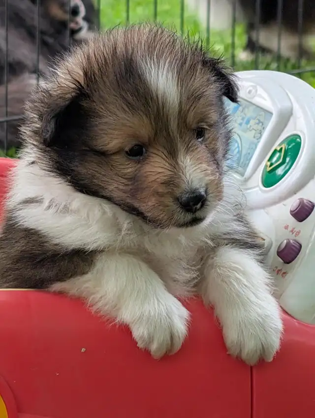 Sheltie puppies in Dogs & Puppies for Rehoming in Winnipeg - Image 3