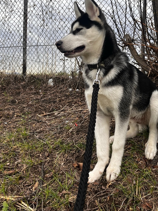 (URGENT) Siberian Husky Dogs & Puppies for Rehoming Ottawa Kijiji