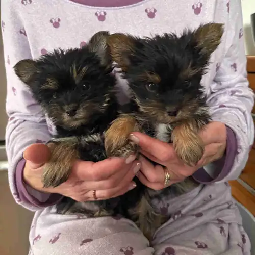 2 beaux mâles yorkshire vont faire environ 5 lbs il vont être vacciné vermifuge et carnet de santé 2...