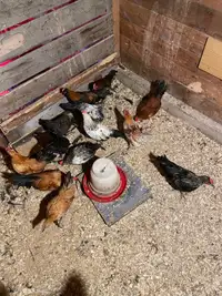 Bantam roosters 