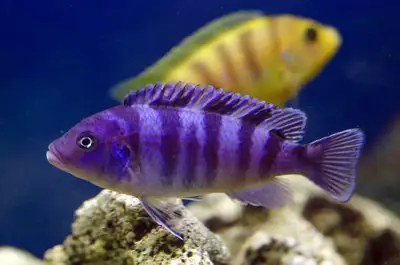 young African Cichlids (Kenyi) for sale, View more