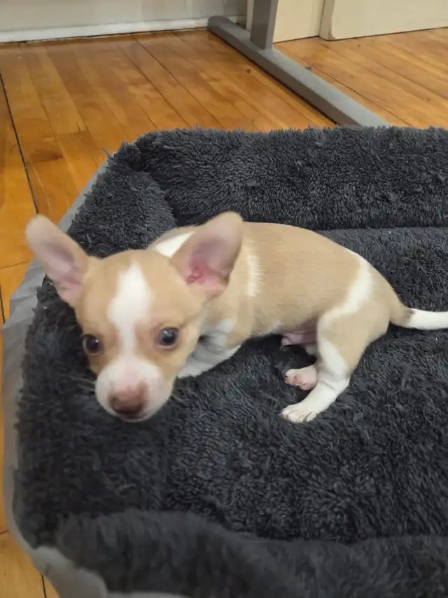 beautiful chihuahuas male in Dogs & Puppies for Rehoming in City of Montréal - Image 3