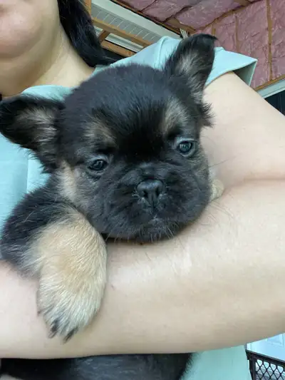 French Bulldog - Fluffy, View more