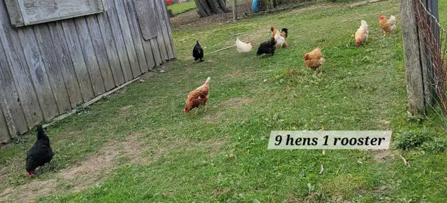 9 hens 1 rooster | Livestock | Chatham-Kent | Free local classifieds ...