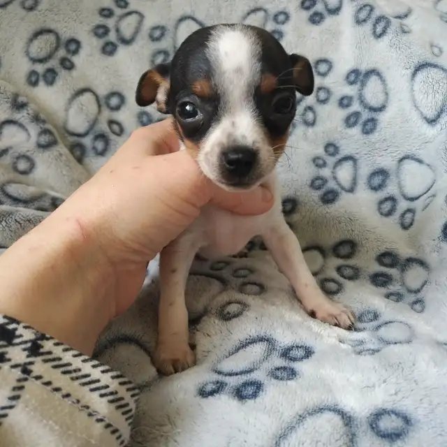 Très petits chihuahuas X minpin in Dogs & Puppies for Rehoming in Longueuil / South Shore - Image 3