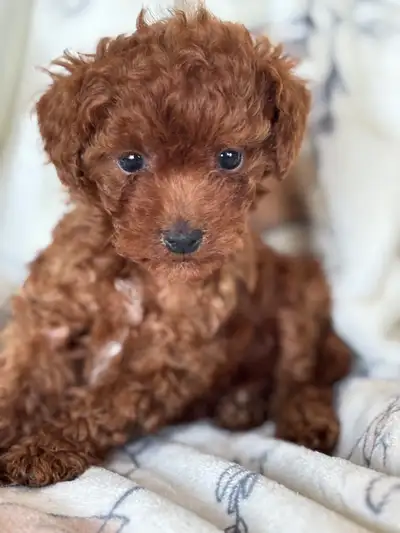Tiny toy female poodle , View more
