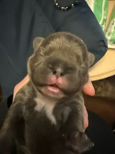 Blue French Bulldog Puppies ready to go May 28!, View more