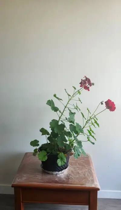 Red Geranium in Black Pot, View more