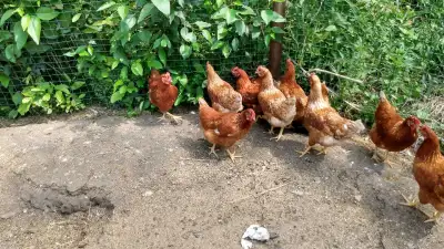 Bovan hens, View more