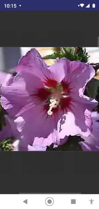 Pink Columbine, flowers, Rose of Sharon shrub tree,