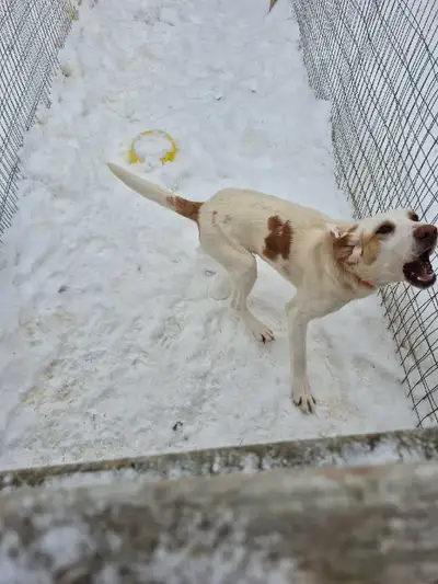  free walker / July cross male hound 15 months old , View more