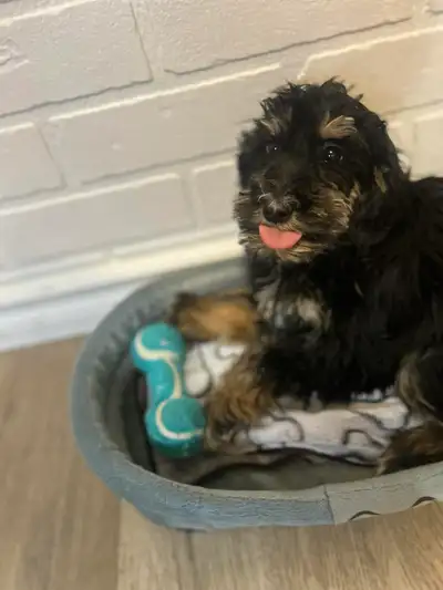 We have two sweet Schnoodle puppies ready to find loving families! These little ones are a wonderful...