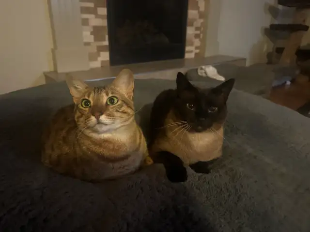 F5 Savannah Cat in Cats & Kittens for Rehoming in Calgary - Image 10