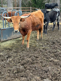 Longhorn cows