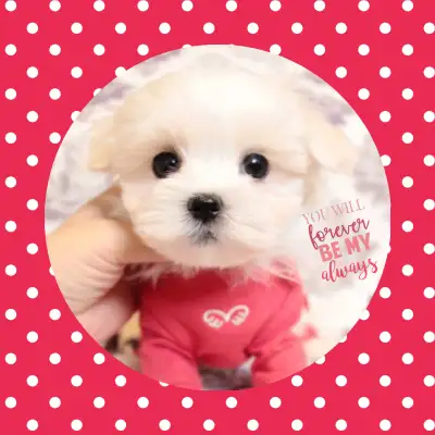 ❤️ TEDDY BEAR ❤️ MALTIPOO BABIES READY TO GO ❤️, View more