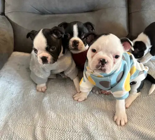 Gorgeous and unique pure breed Boston Terrier puppies for sale. DNA Tested. 3 boys and 2 girls. Only...
