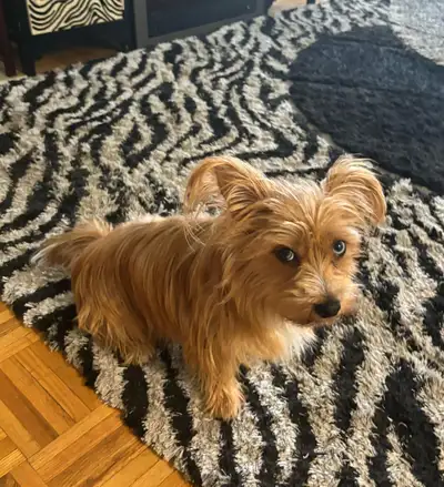 Yorkie for rehoming , View more