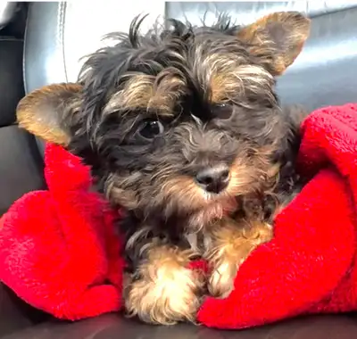 Yorkie poodle puppies, View more