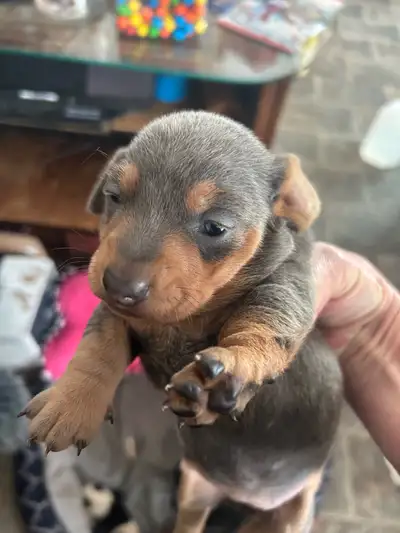 miniature Dachshund, View more