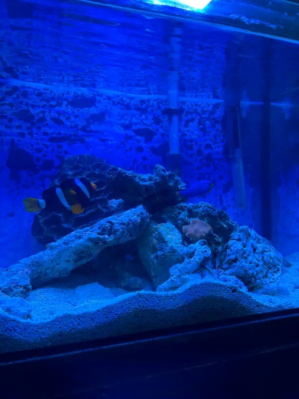 [UPDATED] 20 Gallon saltwater aquarium setup w/ fish Fish for