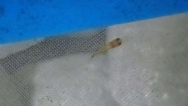 Platys for sale in Fish for Rehoming in Oshawa / Durham Region