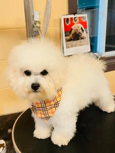 Bichon Frise, View more