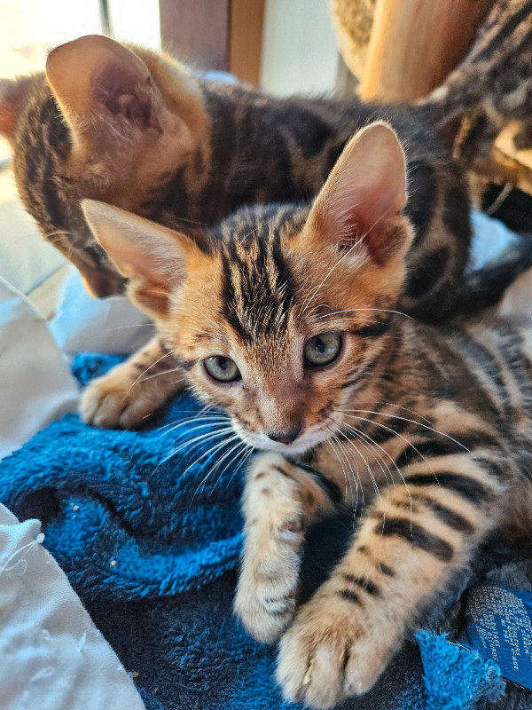Purebred Rosette Bengal Kittens - M in Cats & Kittens for Rehoming in Moncton