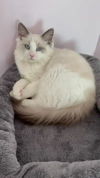 Ragdoll male cat rehoming, View more