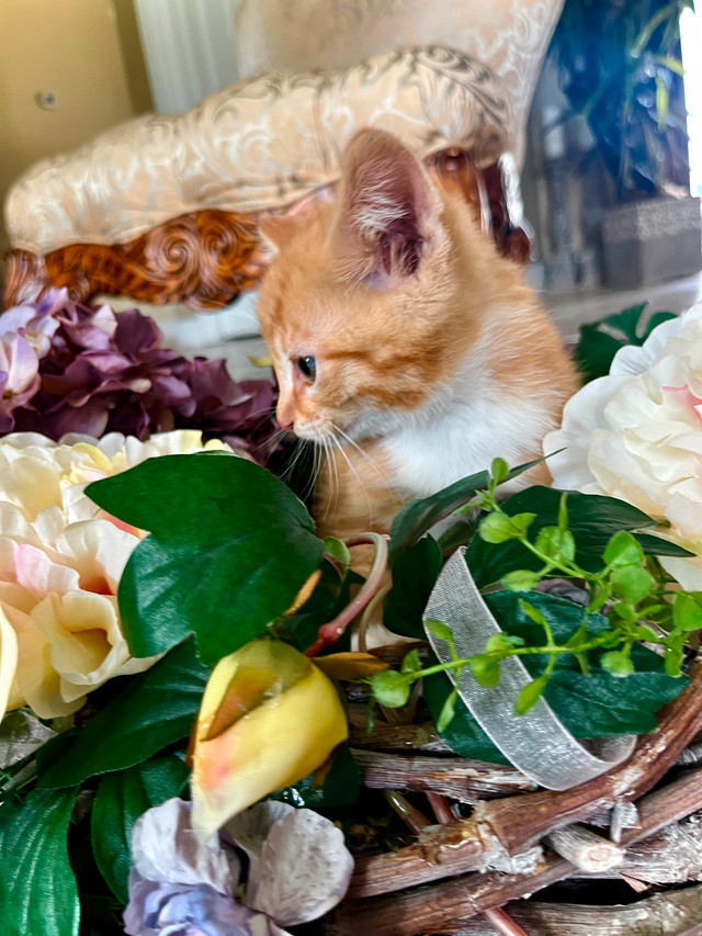 BUNDLE OF CUTENESS in Cats & Kittens for Rehoming in Edmonton - Image 4