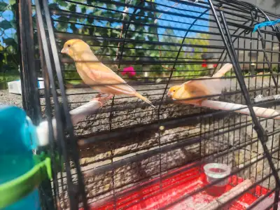 Male and female canary birds. There colors are white and red there very beautiful birds. There 5 mon...