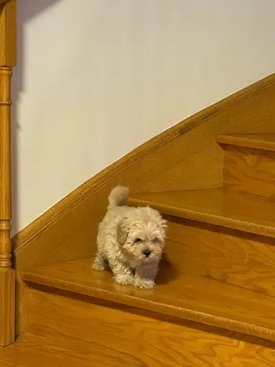 Shih Tzu and Toy Poodle Mix Pup for Sale!, View more