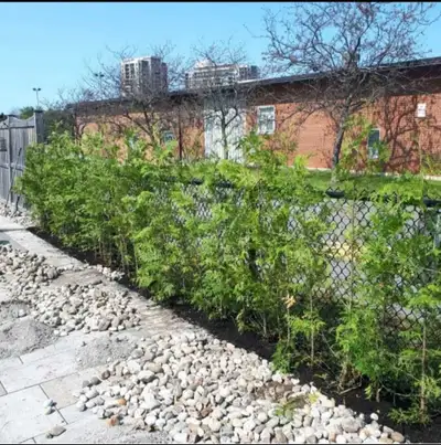 Looking to enhance your yard with a natural touch? Consider our eastern white cedars, available in h...