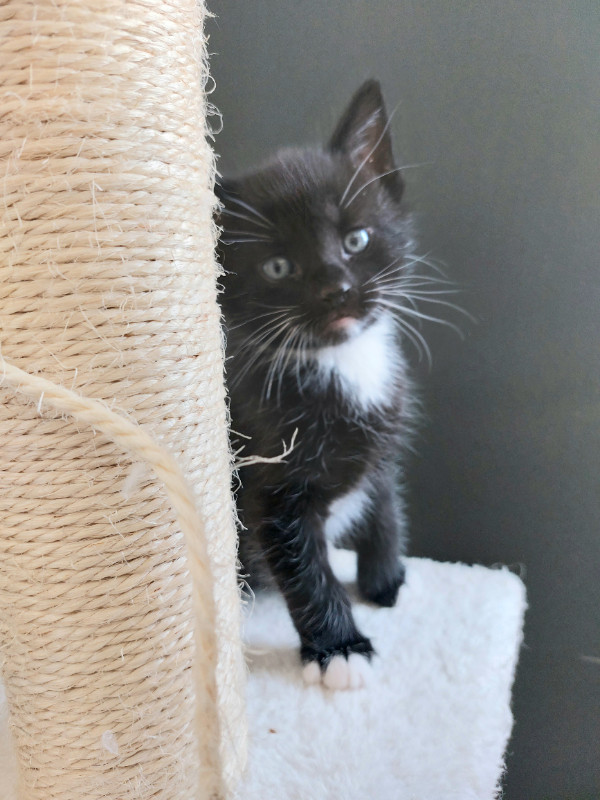 Kitten in Cats & Kittens for Rehoming in Chilliwack - Image 3