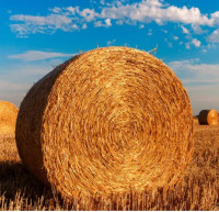 Round Bales - Straw and Sileage