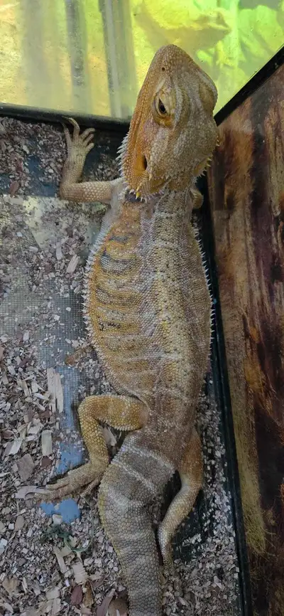 Bearded Dragon, View more