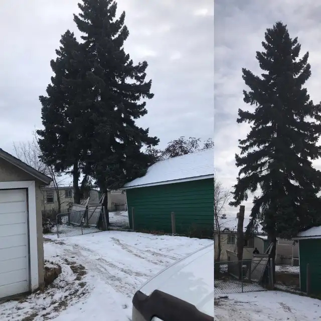 Black Out Tree Removal62866659819393121