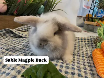 Holland Lop Bunnies, View more