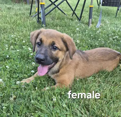Mixed Breed Puppy, View more