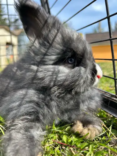 Pure bred English angora bunnies, View more
