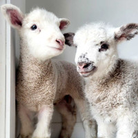 Beautiful baby lambs