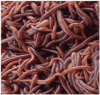 Red wiggler worms for your vermicompost