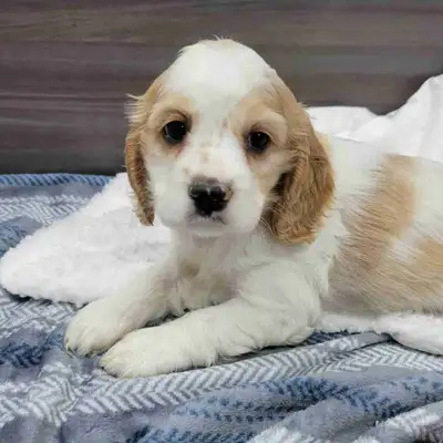 Nos chiots Épagneul cocker américain sont prêts à se trouver une famille pour la vie. Ils sont vacci...