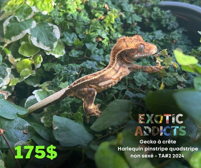 Gecko à crête dans Reptiles et amphibiens à adopter  à Laval/Rive Nord - Image 4